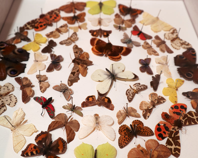 Medium Square Display · Lepidopterology II