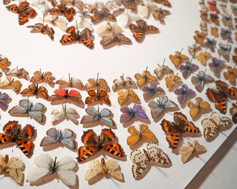 Giant Square Display · Lepidopterology I